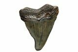 Bargain, Megalodon Tooth - North Carolina #152889-1